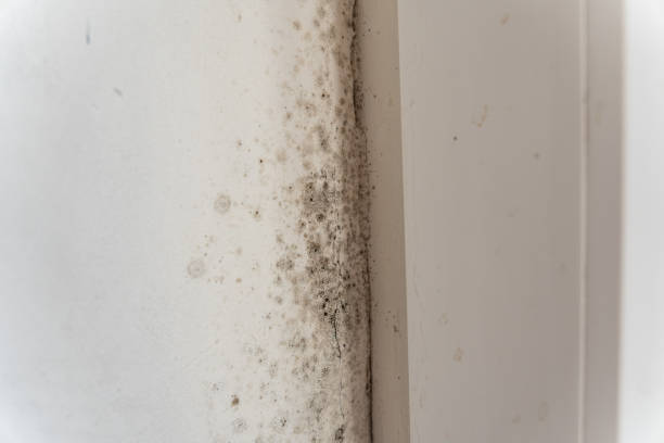 Best Air Quality Testing for Mold Spores  in Weyers Cave, VA